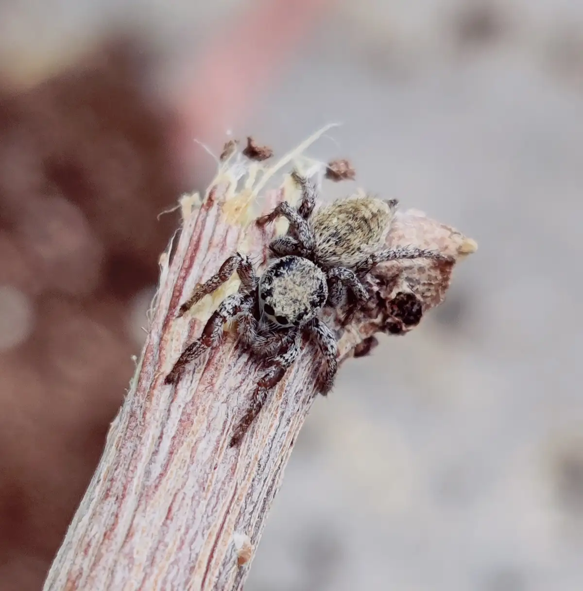 A close-up photo shows a small, fuzzy jumping spider perched on the textured, dried tip of a plant stem. The spider has a…