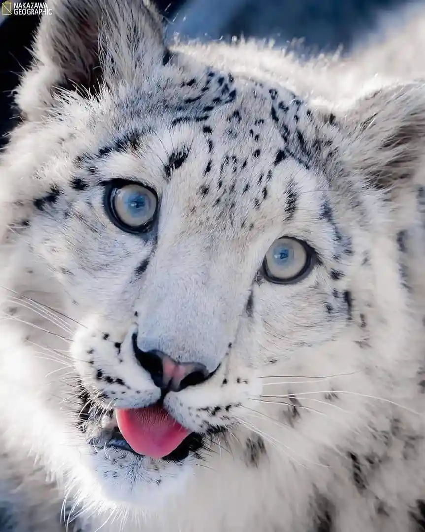 A close-up photograph of a snow leopard with striking blue eyes and black-spotted white fur, looking directly at the camera…