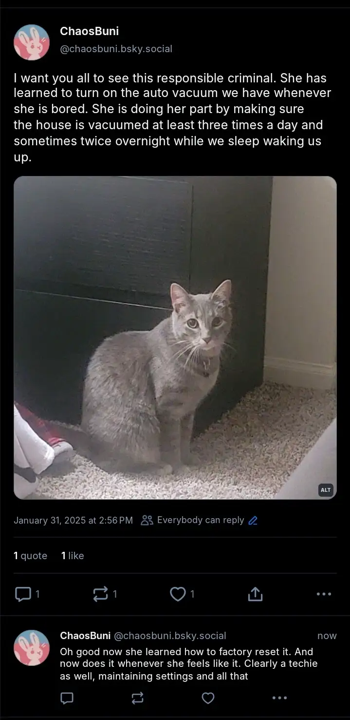 A gray cat sits on a carpeted floor looking directly at the camera, with a dark piece of furniture behind it. The overlaid…