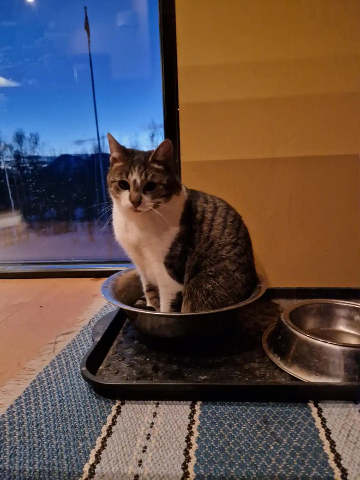 Marie Purrie Letting Us Know the Water Bowl is Empty