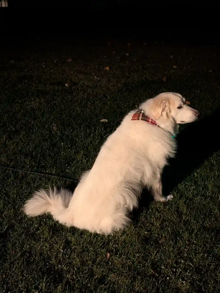 A fluffy white dog sits on green grass at night, illuminated by a spotlight, wearing a plaid bandana and looking off to the…