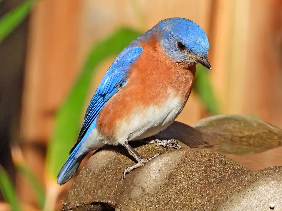 A male eastern bluebird with vibrant blue head and wings, rusty-orange chest, and white underbelly perches on a smooth brown…
