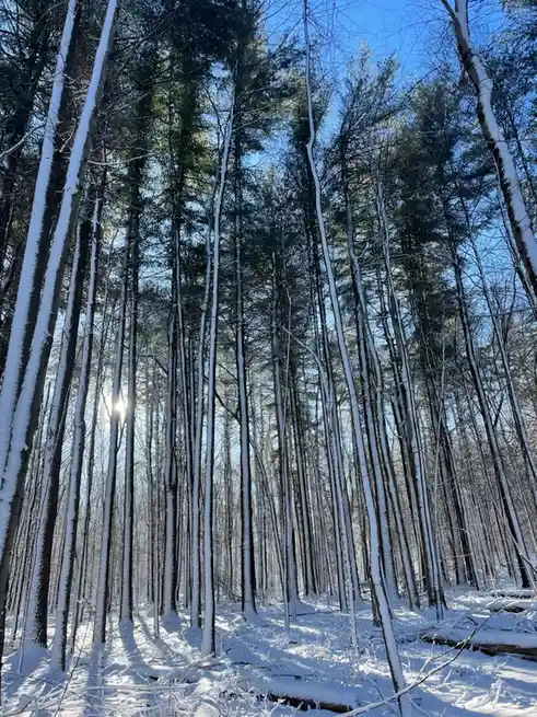 A low-angle photo of a snowy forest with tall, thin trees covered in snow, sunlight filtering through the branches against a…