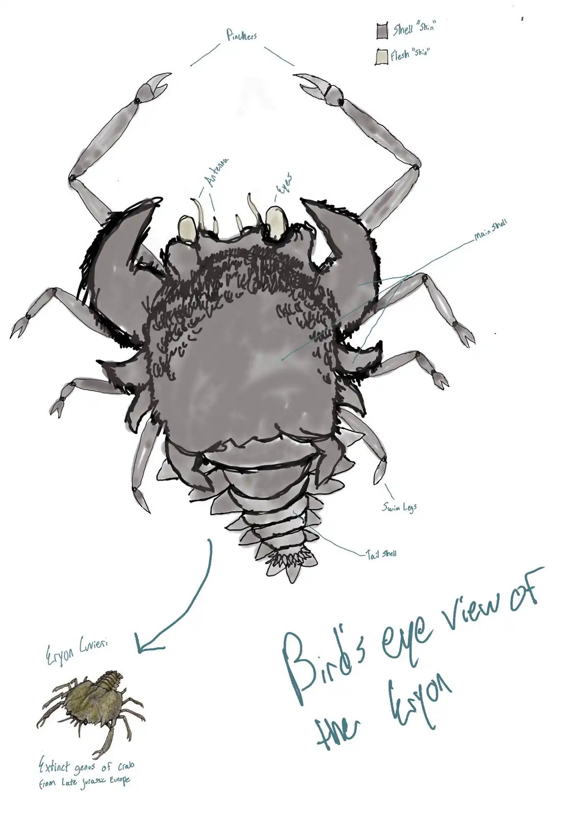 A hand-drawn, top-down anatomical diagram of the extinct crab Eryon cuvieri, labeled with parts like pinchers, eyes, swim…
