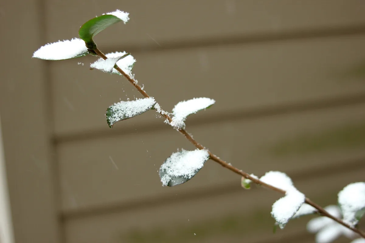 A close-up photograph shows a thin brown branch with several green leaves, each partially covered in a fresh layer of white…