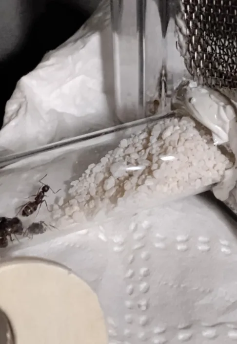 C. herculeanus ants declaring 'Absolutely Not, times two!'