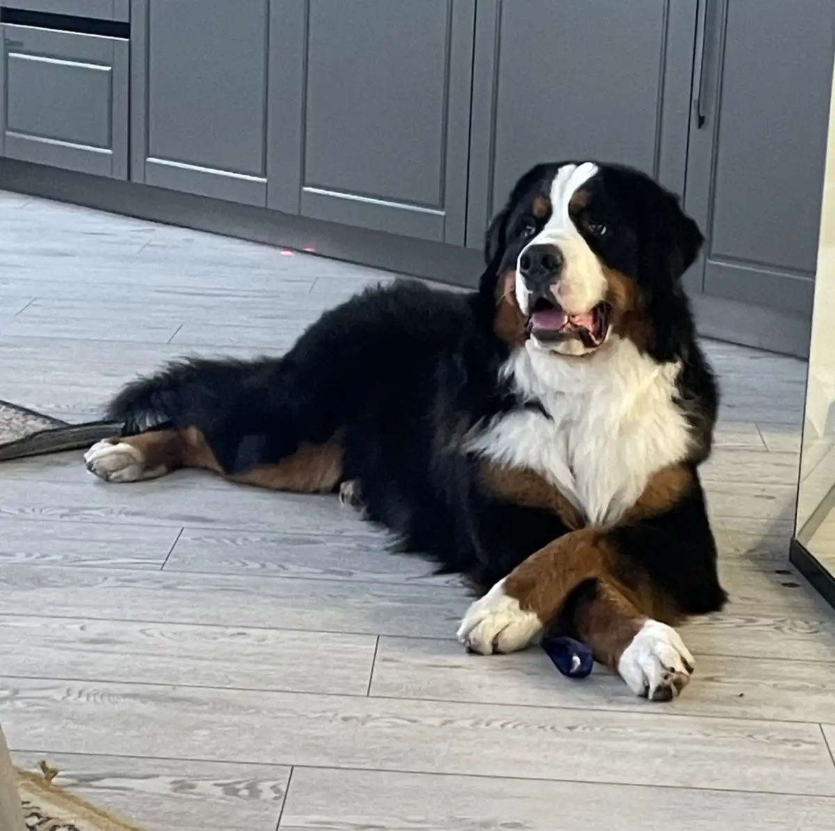 A large bernese mountain dog with black, white, and brown fur is lying on a light gray wood-patterned floor in front of gray…