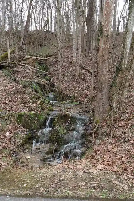 A small, clear stream cascades over mossy rocks in a leaf-strewn forest, surrounded by bare trees and fallen branches. The…