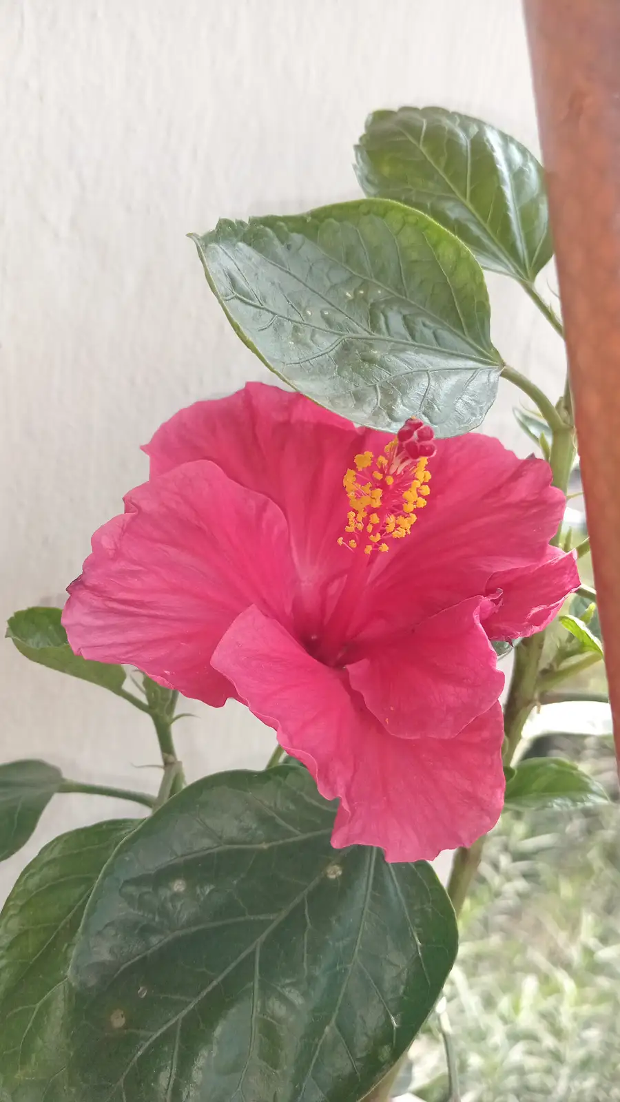 A close-up photo shows a vibrant pink hibiscus flower with yellow stamens, surrounded by large green leaves against a white…