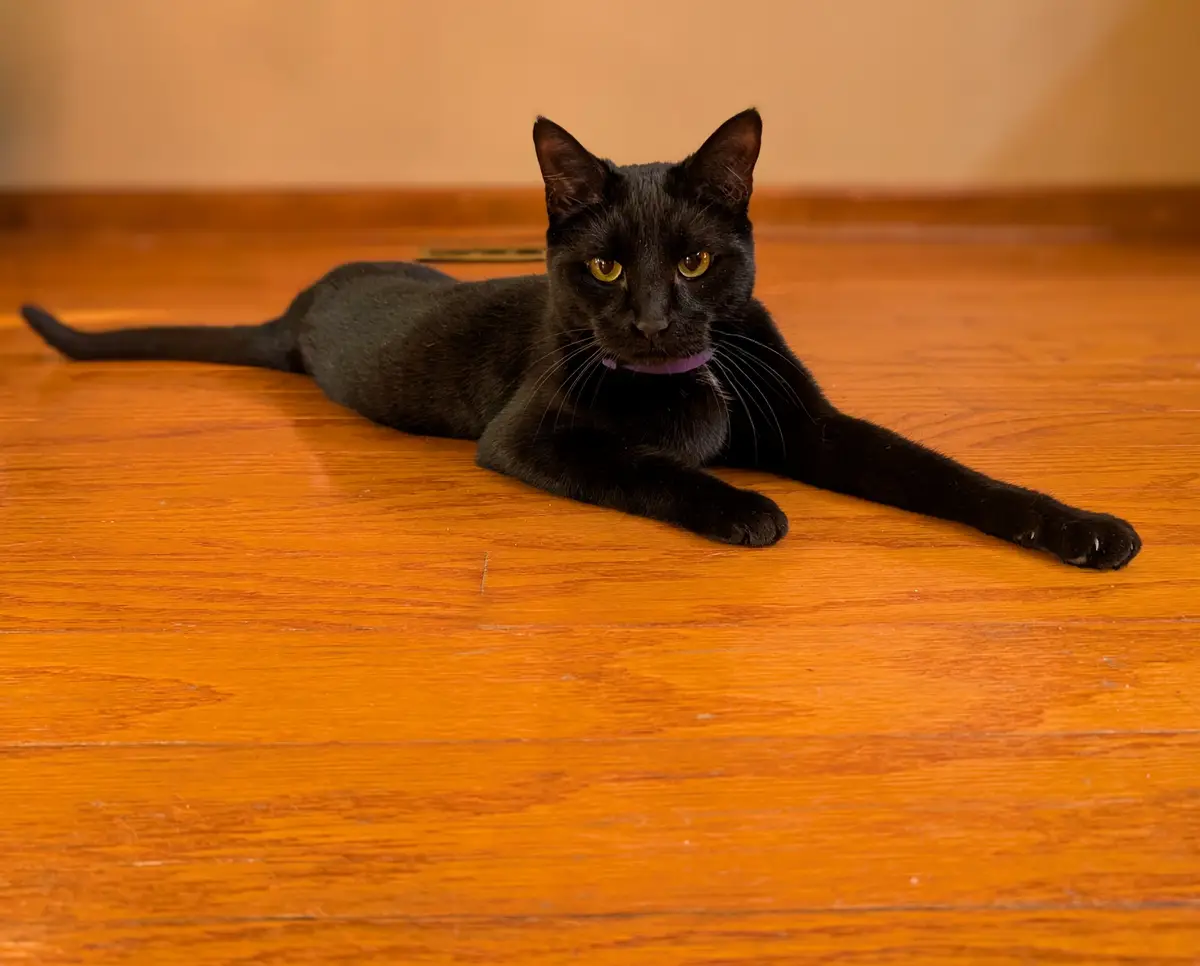 A black cat with yellow eyes and a purple collar lies stretched out on a polished wooden floor, looking directly at the…