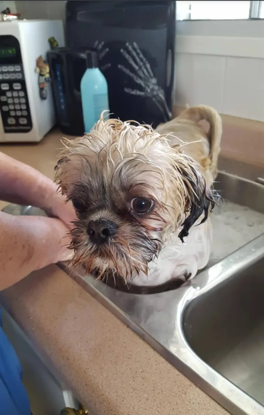 A small, wet dog with shaggy, matted fur sits in a kitchen sink, looking directly at the camera with large, expressive eyes…
