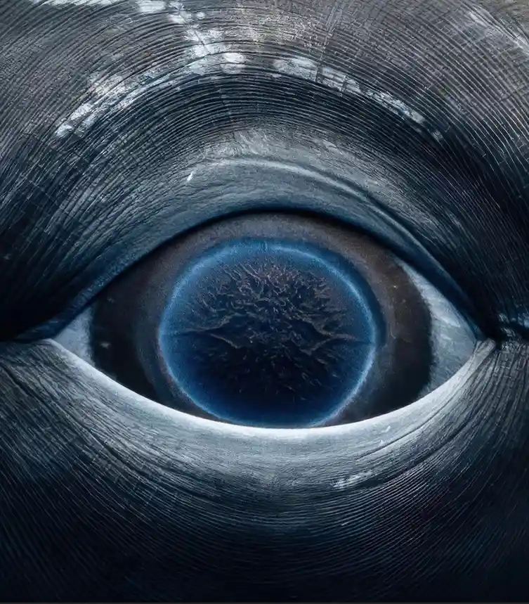 A close-up image of a stylized, textured blue eye with dark, swirling patterns in the iris, surrounded by dark, ridged skin…