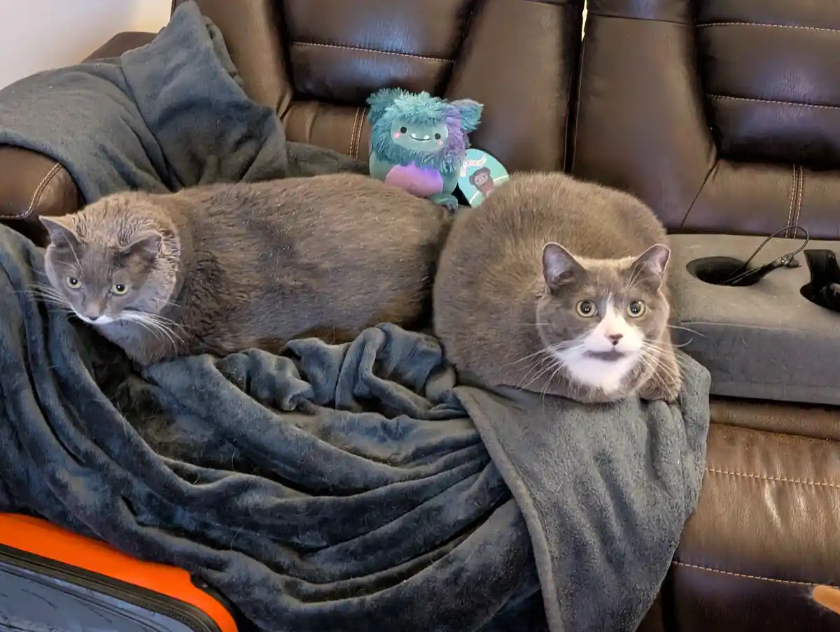 Two gray cats are lounging on a dark gray blanket draped over a brown leather couch. The cat on the right has a white chest…