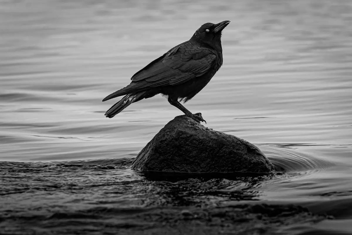 A black-and-white photograph shows a black bird, likely a raven, perched on a rock partially submerged in rippling water…