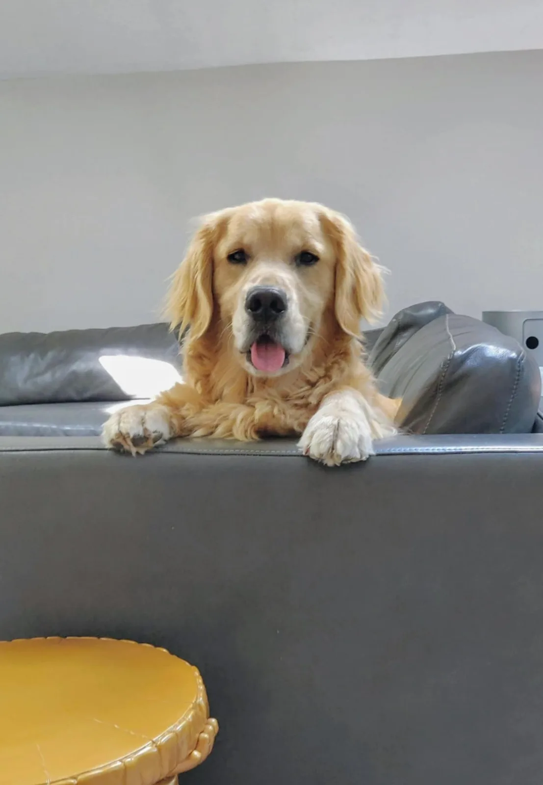 A golden retriever with a happy, slightly goofy expression sits on the edge of a dark gray leather couch, its front paws…