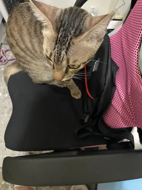 A tabby cat with brown and black stripes sits on a black office chair, looking down with a sleepy, unimpressed expression…