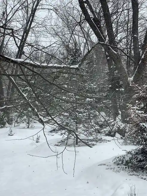 A snowy forest scene with bare trees and snow-covered evergreens, where a deer is partially visible behind branches in the…