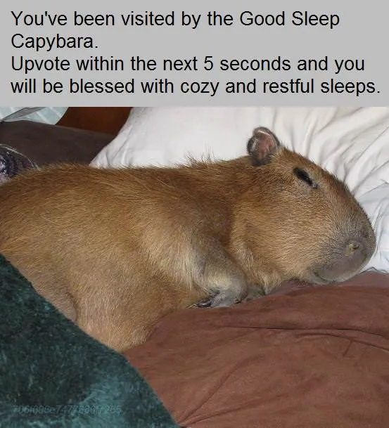 A brown capybara is sleeping peacefully on a bed with white pillows and brown blankets. Overlaid text reads: 'You've been…