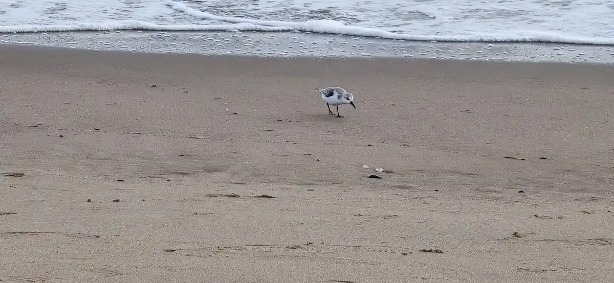 A small, white and gray shorebird with a black beak and legs stands on wet sand near the ocean's edge, pecking at the…