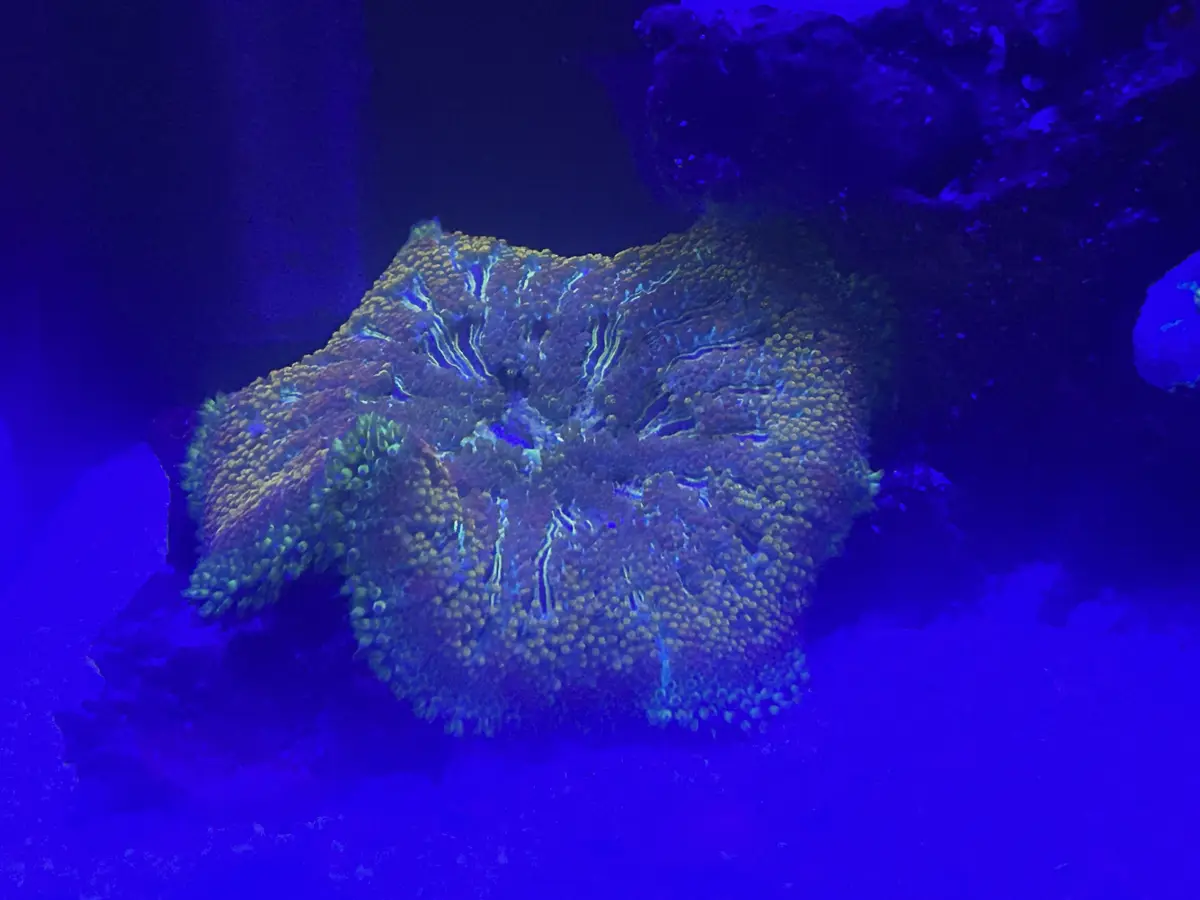 Not Just a Sea Slug, But a Beautiful Mini-Carpet Anemone