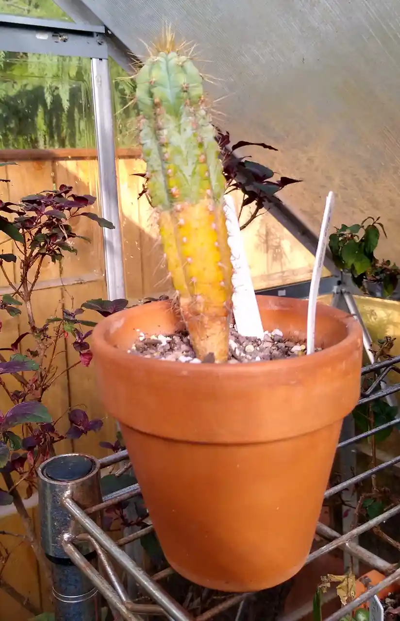 A potted cactus with a distinctly yellow lower half and green upper half stands in a terracotta pot inside a greenhouse. Two…