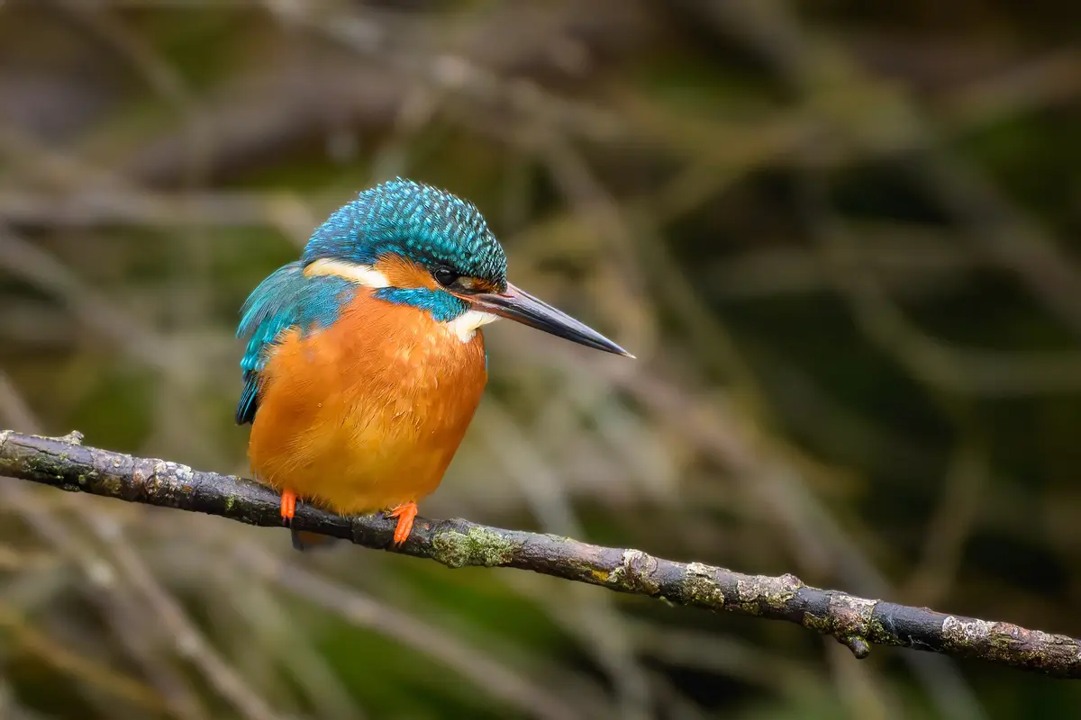 A vibrant kingfisher bird with blue head and orange chest perches on a mossy branch, looking sideways with a slightly bored…