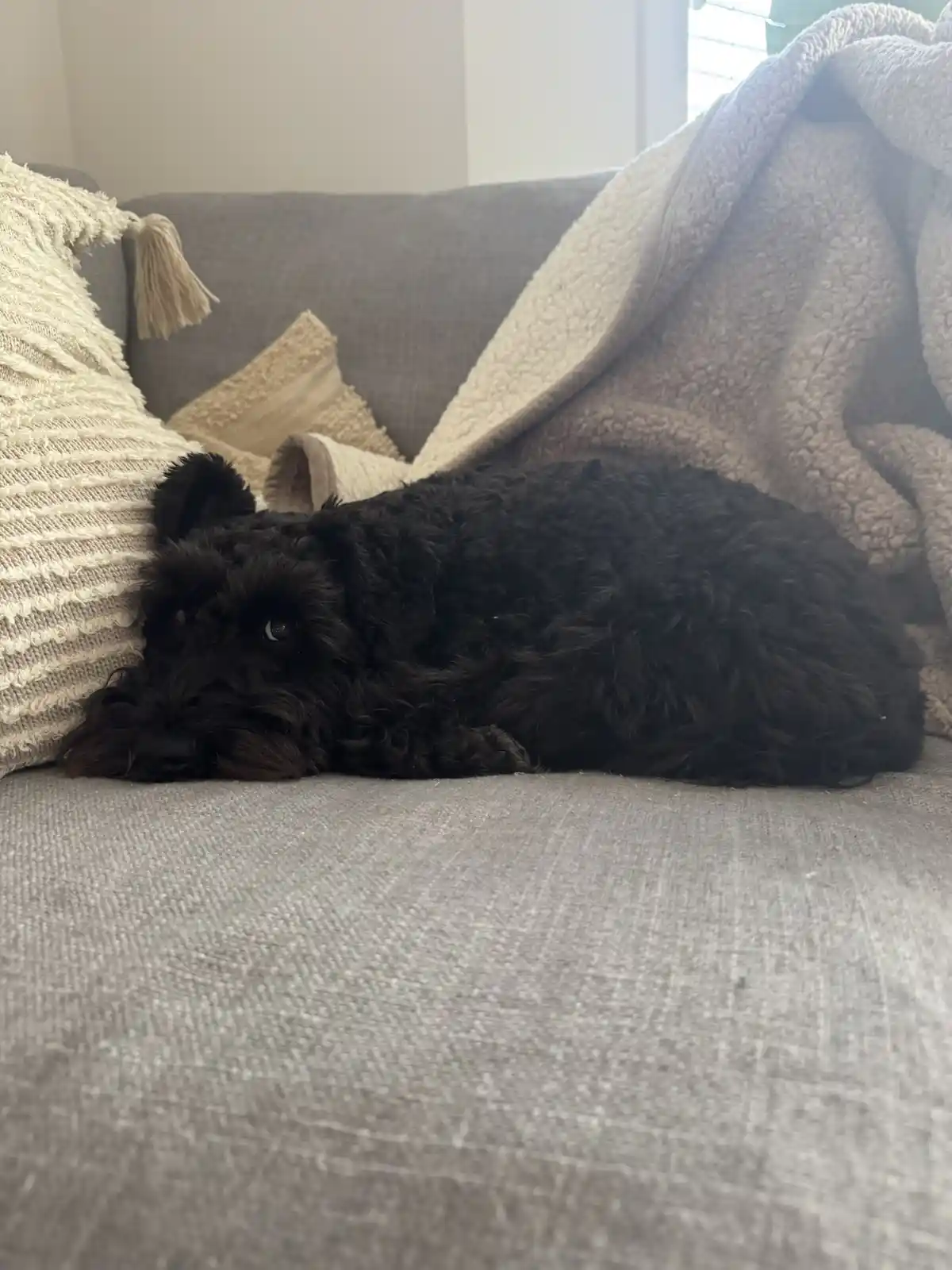 A black, curly-haired dog with one visible eye rests on a gray couch, partially covered by a beige blanket and next to a…