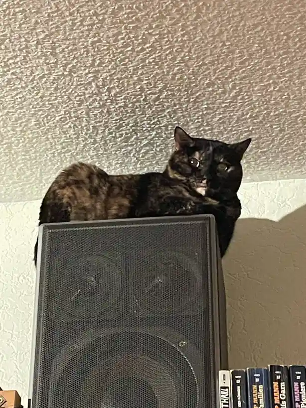 A tortoiseshell cat lounges atop a large black speaker, looking directly at the camera with a calm, slightly smug…