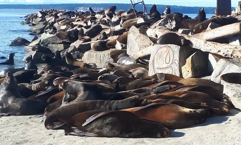 A large group of sea lions are lounging on rocks and sand near water, many lying down or resting. One sea lion in the…