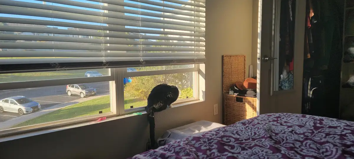 A black cat is perched on a windowsill inside a bedroom, looking out through partially open horizontal blinds at a sunny…