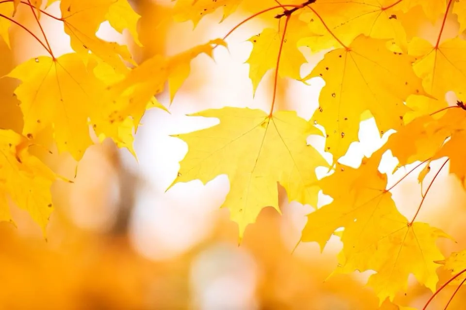 A close-up photo of vibrant yellow maple leaves against a bright, out-of-focus background, with the overlaid text 'i'm not…