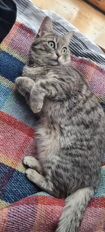 A gray tabby cat with green eyes lies on its back on a colorful striped blanket, looking upward with wide, innocent eyes…