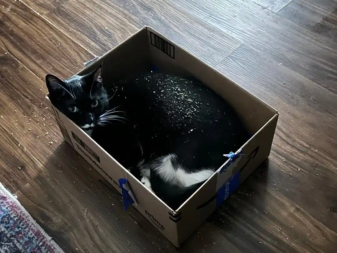 A black and white cat is curled up inside a cardboard Amazon Prime shipping box, looking directly at the camera with wide…