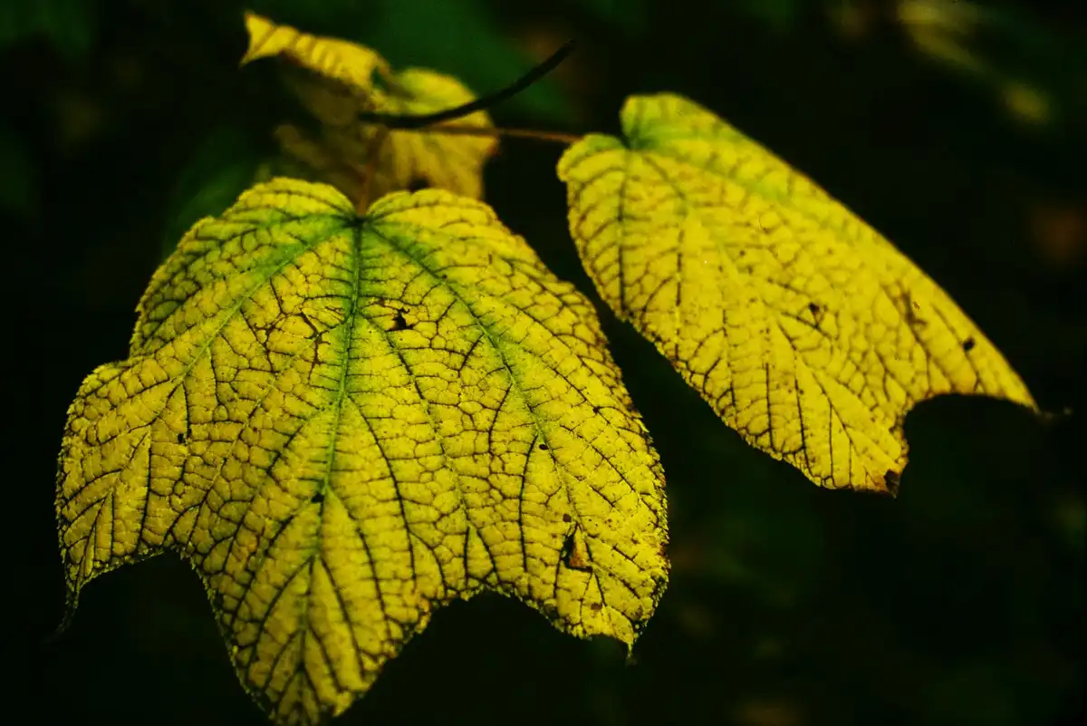 Meet the Acer Pensylvanicum: Nature's Beauty