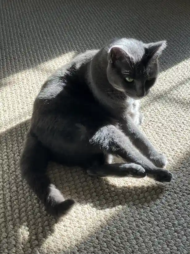 A gray cat with green eyes is lounging on a textured beige carpet, partially in a sunbeam, looking relaxed and slightly…
