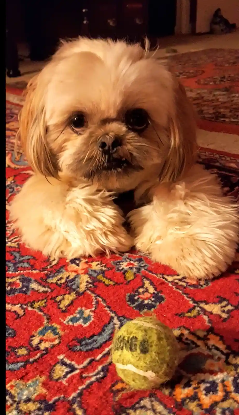 A small, fluffy, light-brown dog with large, expressive eyes lies on a colorful patterned rug, looking directly at the…