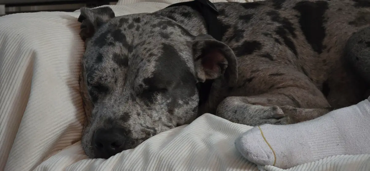 Earl Looks Adorable When He's Sleeping and Not Chewing Everything!