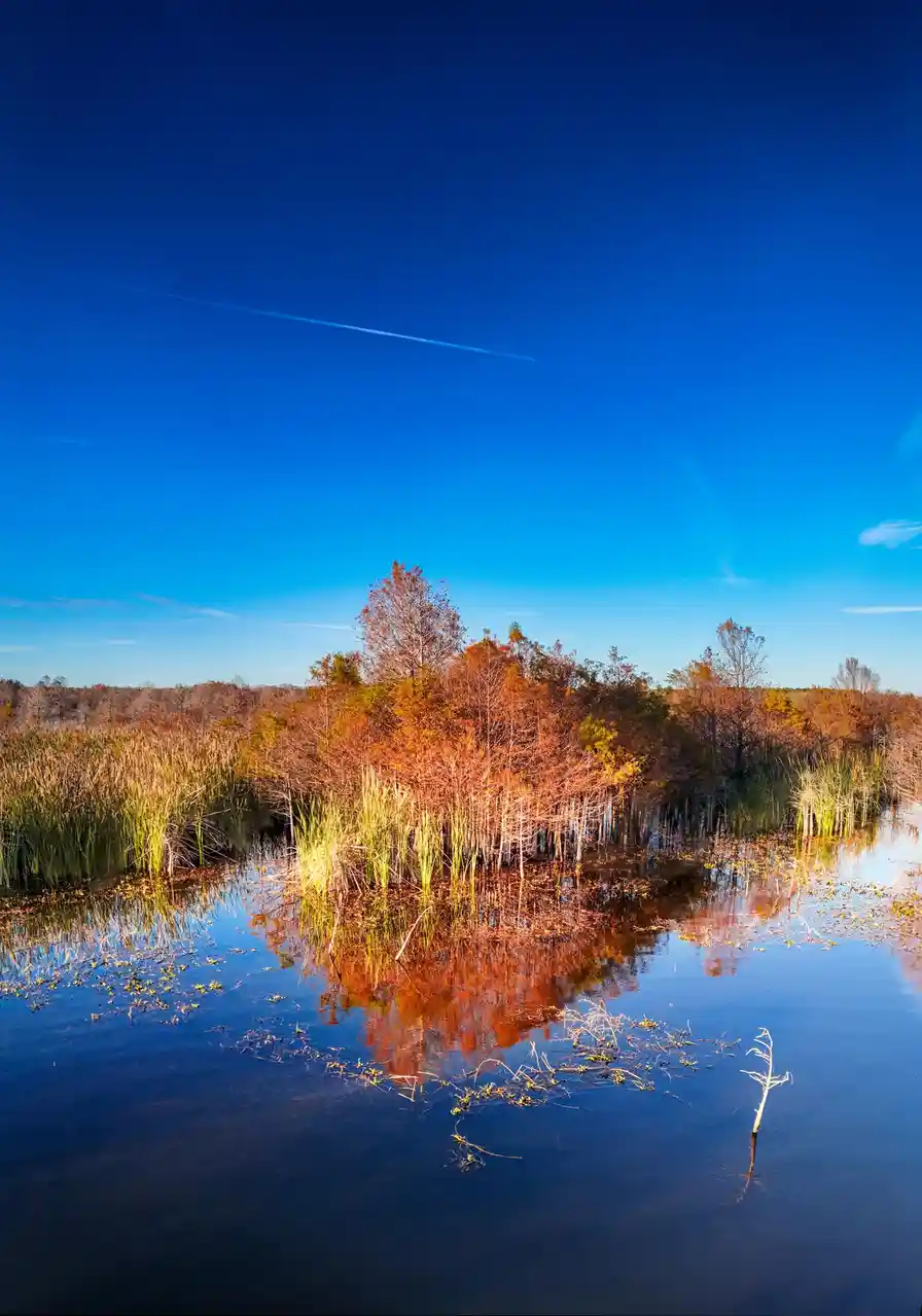 A serene landscape photo shows a calm body of water reflecting autumn-colored trees and reeds under a clear blue sky with a…