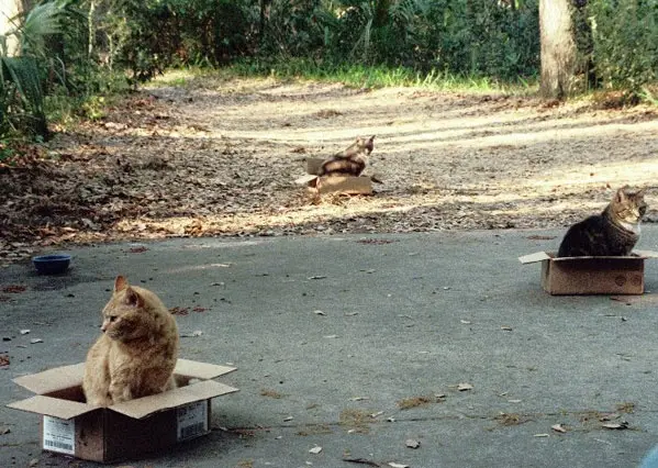 Three cats are sitting in separate cardboard boxes on a paved surface with trees and foliage in the background. The cat in…