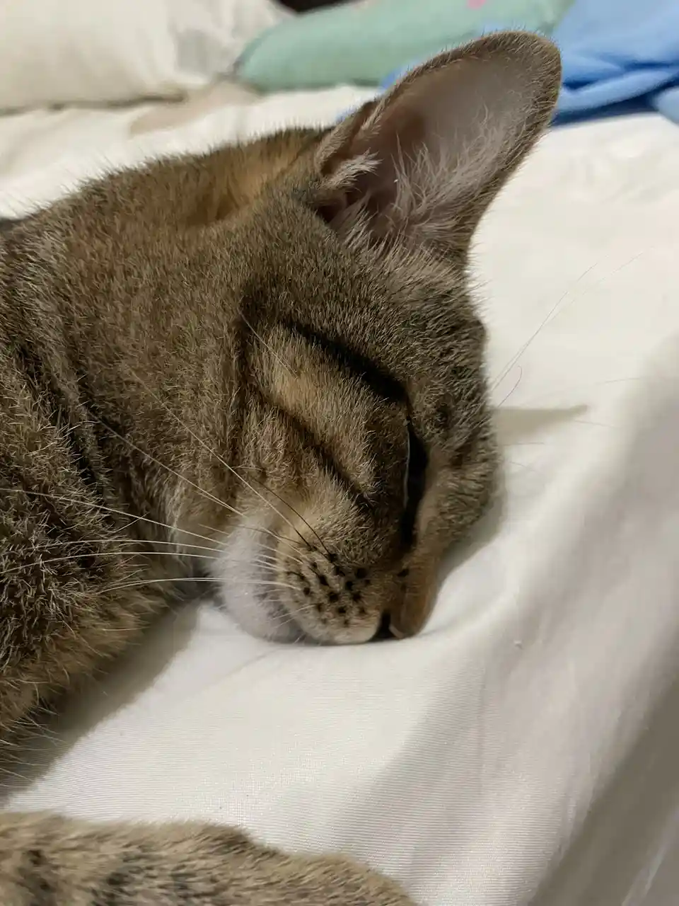 A close-up photo of a brown tabby cat sleeping peacefully on a white bedsheet, its eyes closed and head resting comfortably…