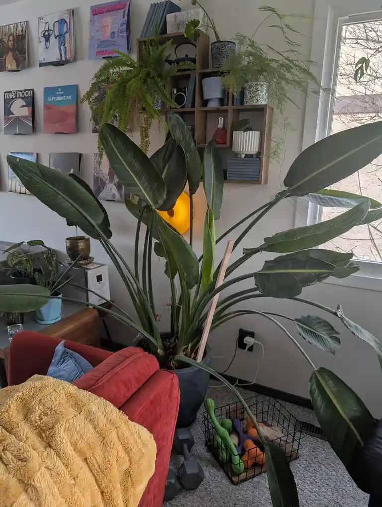 A large, leafy indoor plant, resembling a small tree, dominates a cozy living room corner next to a red couch and a window…