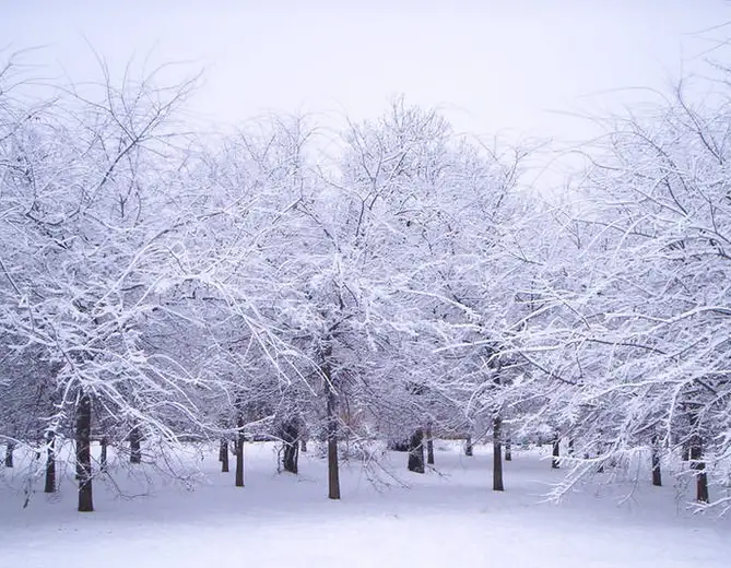 Majestic Trees in Nature