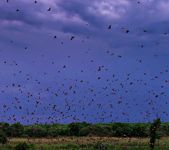 The image shows a split-screen of a stormy sky over a grassy field with many birds flying. The top row shows lightning…