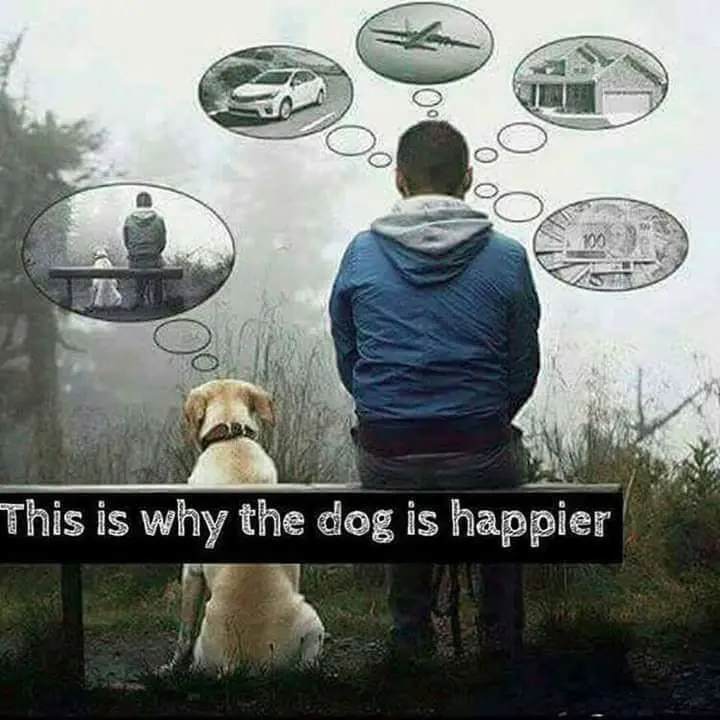 Adorable Doggo Shenanigans