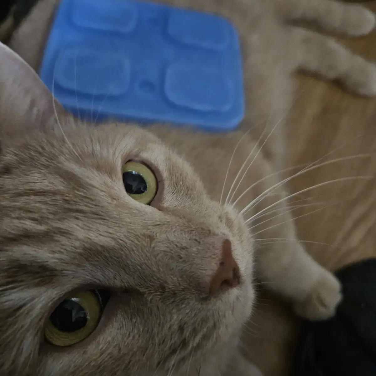 A close-up photo of a light-colored cat with wide, yellow-green eyes looking upward, its face filling most of the frame. A…