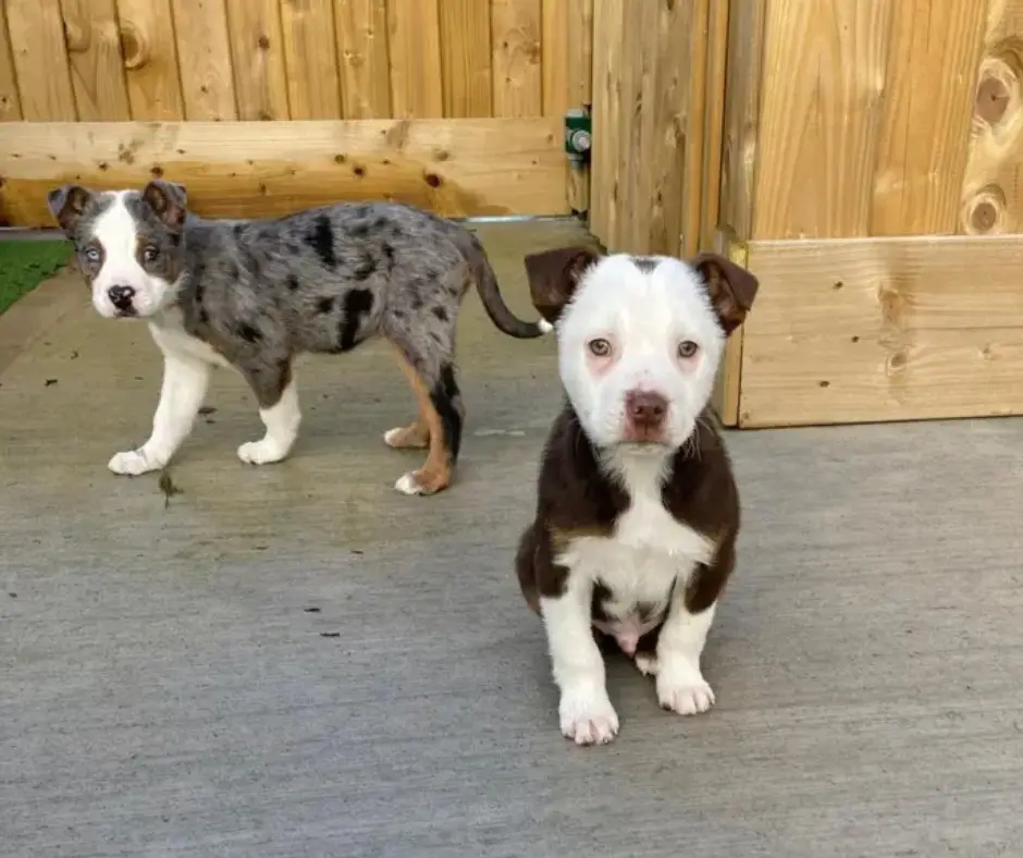 Two adorable puppies stand on a concrete surface in front of a wooden fence. The puppy in the foreground is sitting, mostly…