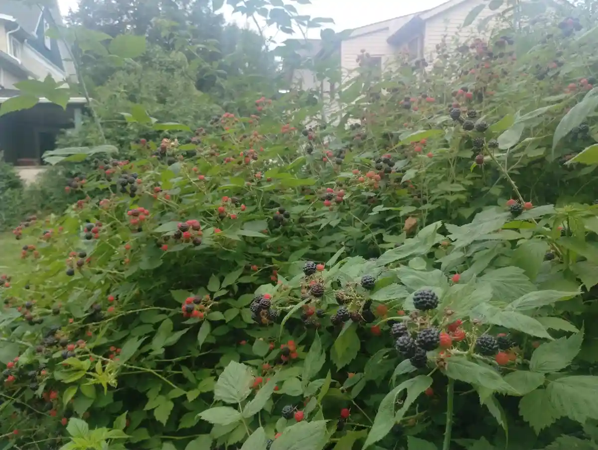 A dense thicket of blackberry bushes with ripe black and unripe red berries growing among green leaves, with houses visible…