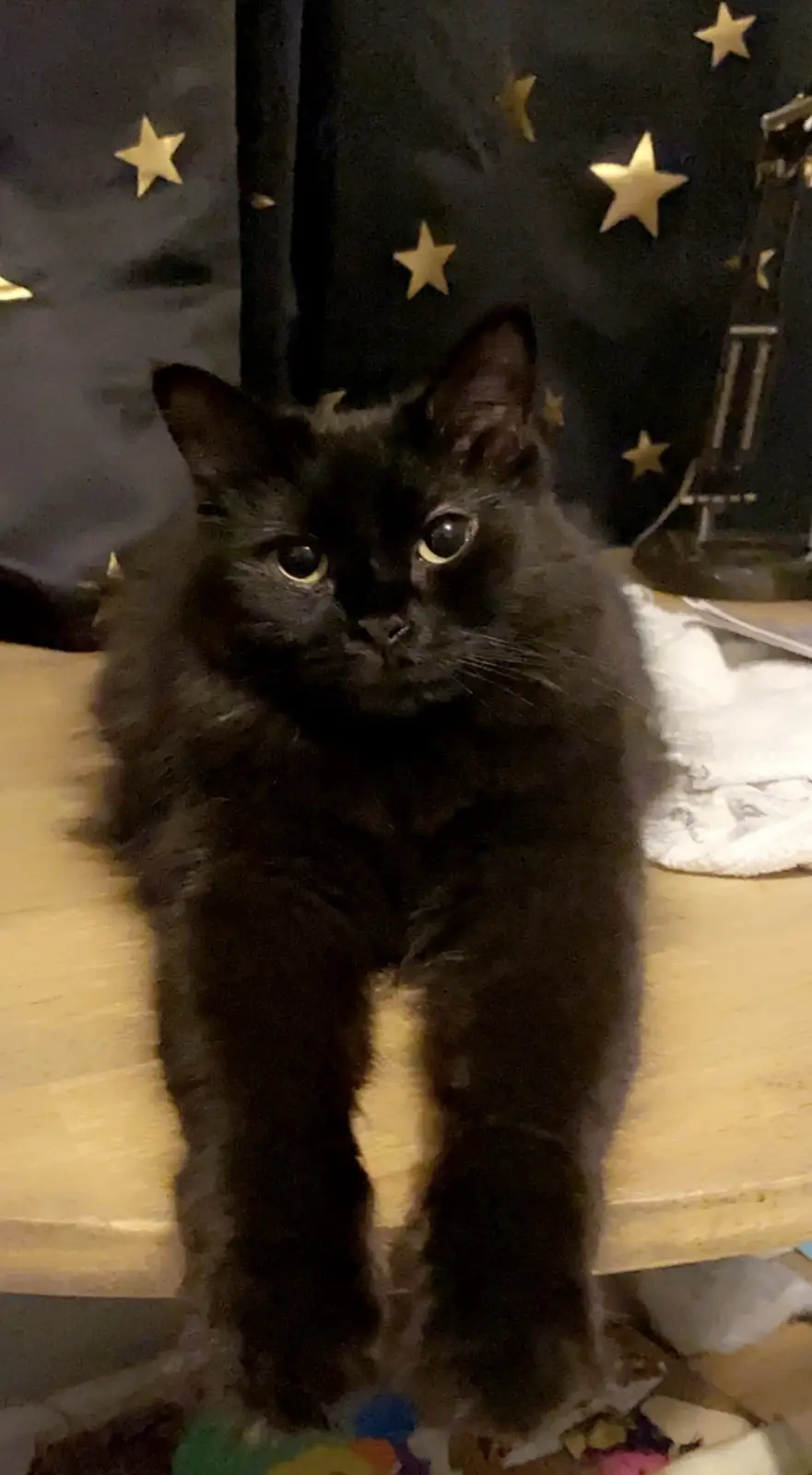 Introducing My First Furbaby!