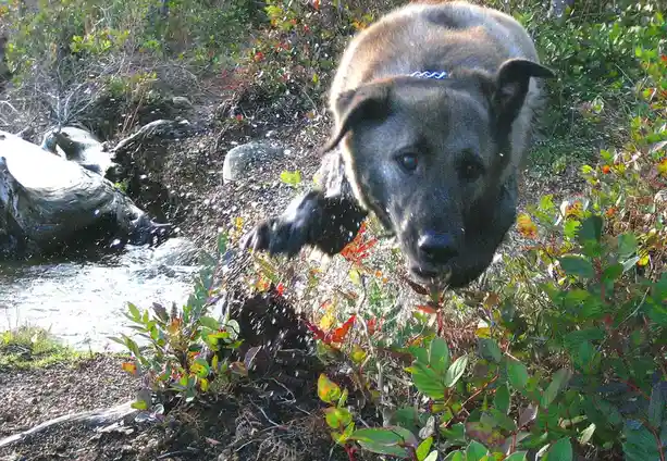 A dog with a dark coat and a blue collar is captured mid-leap, splashing water and dirt as it jumps over bushes near a…