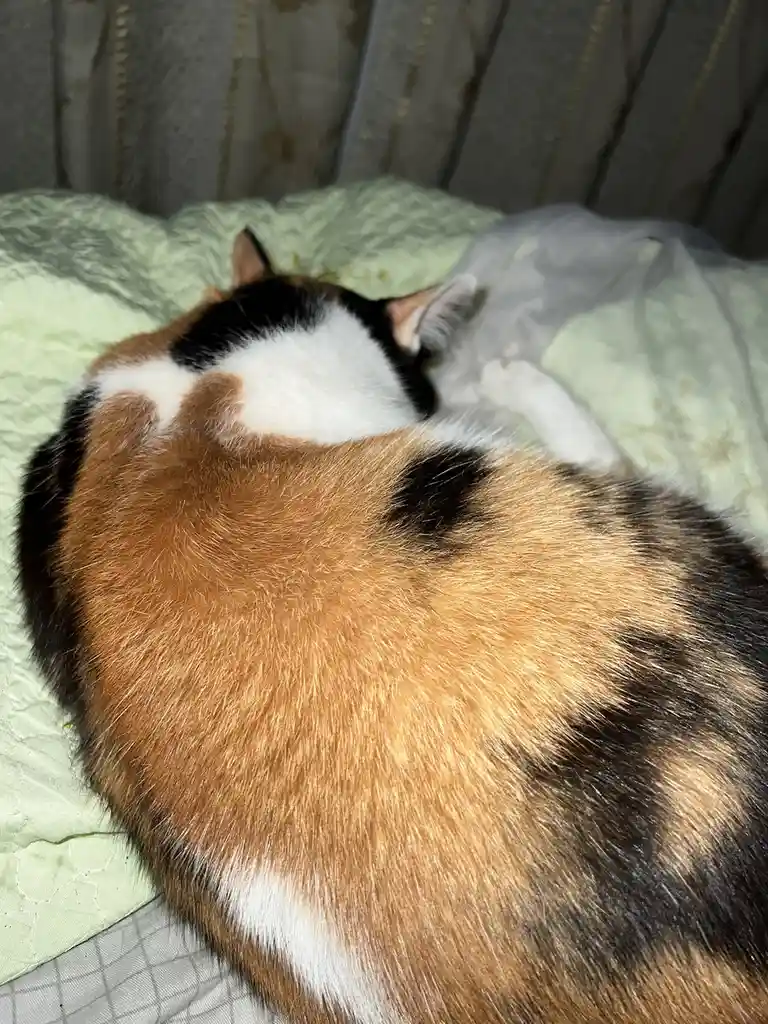 My Cat After All These Years: Still Going Strong!